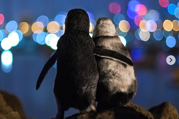 O consolo no abraço carinhoso dos pinguins viúvos
